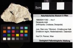 Foto (Objket + Etiketten) von Decapoda indet. 